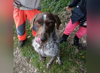 Jack - lebensfroher Drahthaarmix sucht sportliche Familie mit Herz und Hundeverstand