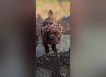 11 putzmuntere Aussiedoodles