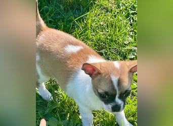 Chihuahua Welpen mit Ahnentafel