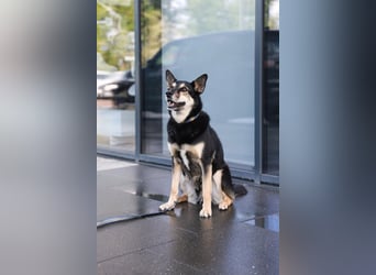 Chejs ein schwarzer Schäferhund - mischling als  treuer Wegbereiter!