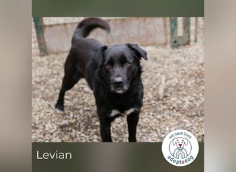 Levian: Kuschelexperte sucht Personal!