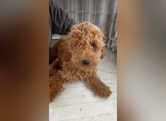 Hibiszkusz, verspieltes Maltipoo Welpenmädchen geb. 2024