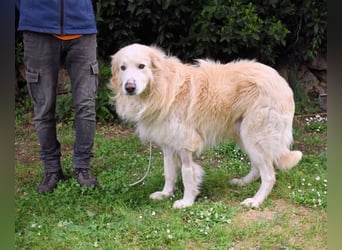 Marble - Die Geschichte vom geprügelten Hund