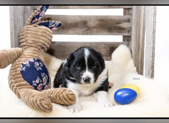 Zuckersüße kleine  Australian Shepherd Babys