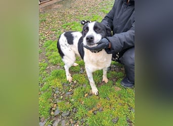 Bandit - freundlicher Schmusebär