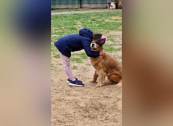 Roxi, verschmuste, kinderliebe Golden Retriever Hündin geb. 2018