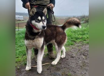 Luna, Husky Mischling