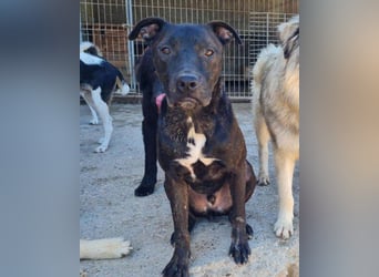 Freundlicher Staff-Mix ♥Dante♥ Vermittlung CH+AT+B+NL