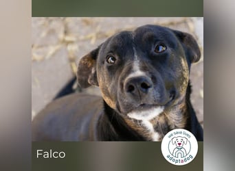 Falco: hat einen großen Wunsch