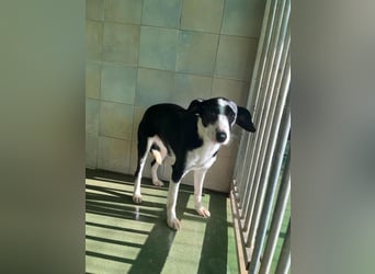 Fröhliche MINNIE lebensfroh, aufgeschlossen, verspielt freut sie sich, das Tierheim zu verlassen