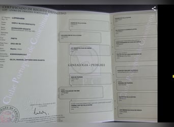Riesenschnauzer Schwarz
