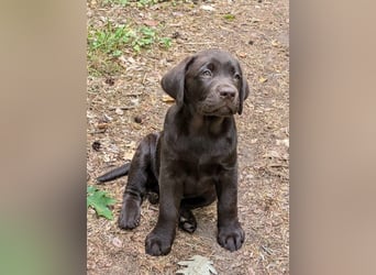 Wunderschönen Labrador Rüden