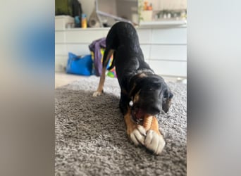 Lotta - sanfte Maus auf Familiensuche