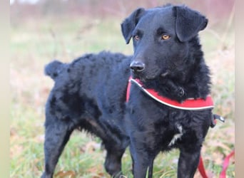 Feiner, kleiner Jungrüde Bono ❤️ Jagdterrier- und Kroatischer Schäfi-Mix