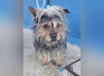 Tobby, sucht mit seiner Freundin Tara ein Zuhause