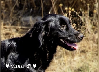 Ein  wunderschöner Familienhund sucht ein Zuhause