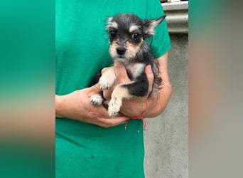 Scarlett, geboren 01.05.2025, 20cm sucht Ihr Zuhause