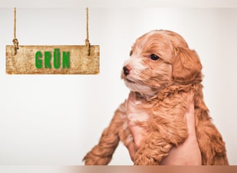 5 Wunderschöne Maltipoo-Welpen suchen ein neues, liebevolles Zuhause!