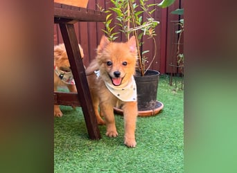 Charlie SR - Kuschelspitz mit großem Nachholbedarf