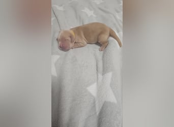 Golden retriever welpen mit Ahnentafel