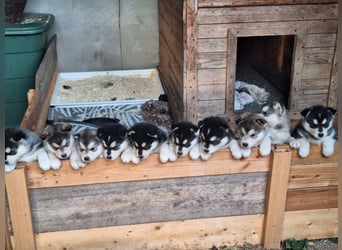 Welpen Alaska Malamute- Husky Mix