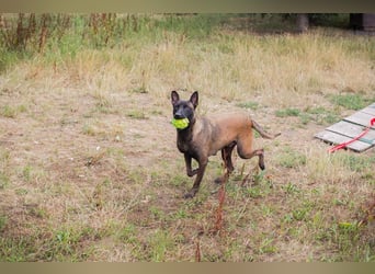 ROMINA - die hübsche Malinois-Hündin sucht ein hundeerfahrenes Zuhause!