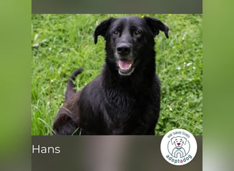 Hans: Neugieriger Rüde liebt Snacks