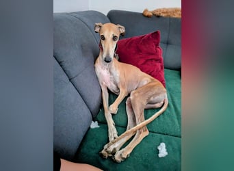 ANNI ❤️ lustige Galga, Pflgefamilie Bischberg