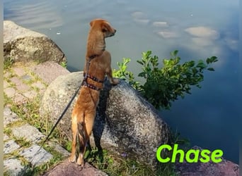Chase 03/2024 (in Deutschland) - neugieriger und sportlicher Junghund!