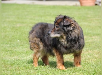 FRODO sucht ein Zuhause