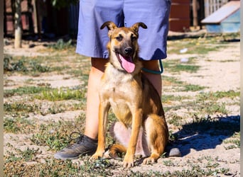 Cindy, Mix Schäferhund / Malinois, lieb und sozial