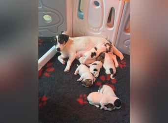 Jack Russel Terrier Welpen mit Stammbaum