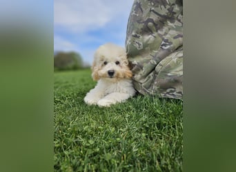 Zwerg Pudel x Maltipoo