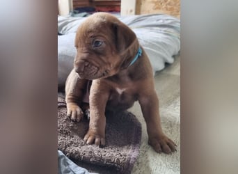 Rhodesian Ridgeback Welpen mit Papieren -Livernose-