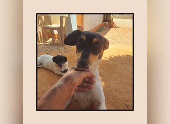 Katzenverträgliche Jack Russel Hündin PIXIE: lustig u. sozial sucht DICH!