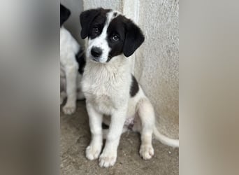 Zenzi, geb. ca. 01/2025, lebt in GRIECHENLAND, im städt. Tierheim Serres