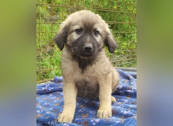 Romeo ❤️ verspielter, verträglicher Bub!