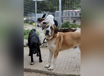 Ruhiger und gelassener Junghund WILLY (2 Jahre) sucht eine Familie