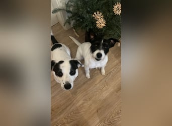 ⭐️ Neues Zuhause gesucht ⭐️