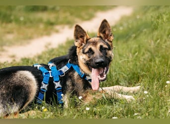 Verspielte Samantha sucht aktives Zuhause