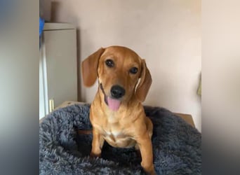 Honey, geboren 01.01.2025, 32cm sucht ihr für immer Zuhause