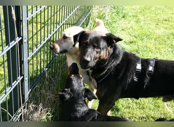 Woody - freundlicher, sozialer, verschmuster Rüde / Pflegestelle in Gerolstein
