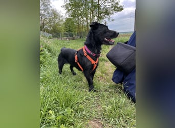 Luna/ Dorothie VA – Zarte junge Hündin sucht ein liebevolles und sicheres Zuhause