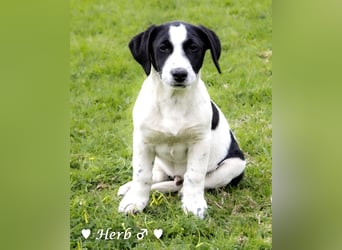Holly, Hank, Harold und Herbie suchen ab sofort ein Zuhause