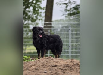 Wunderschöner Loki sucht Pflegestelle oder ruhiges Zuhause