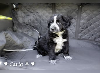 Cecilia, Cindy und Carla suchen ab Mitte Juli ein Zuhause