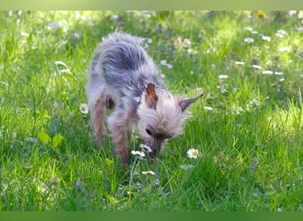 Yorki Gizmo - eine Handvoll Glück - Tierhilfe Franken e.V.