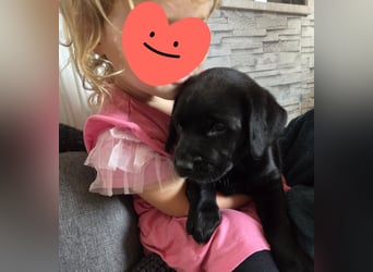 Labradorwelpen