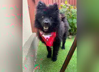Koda2 – junger Herzenshund mit Kuschelfaktor