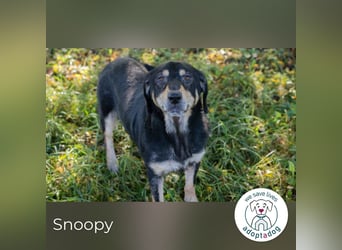Snoopy: fröhlicher Rüde
